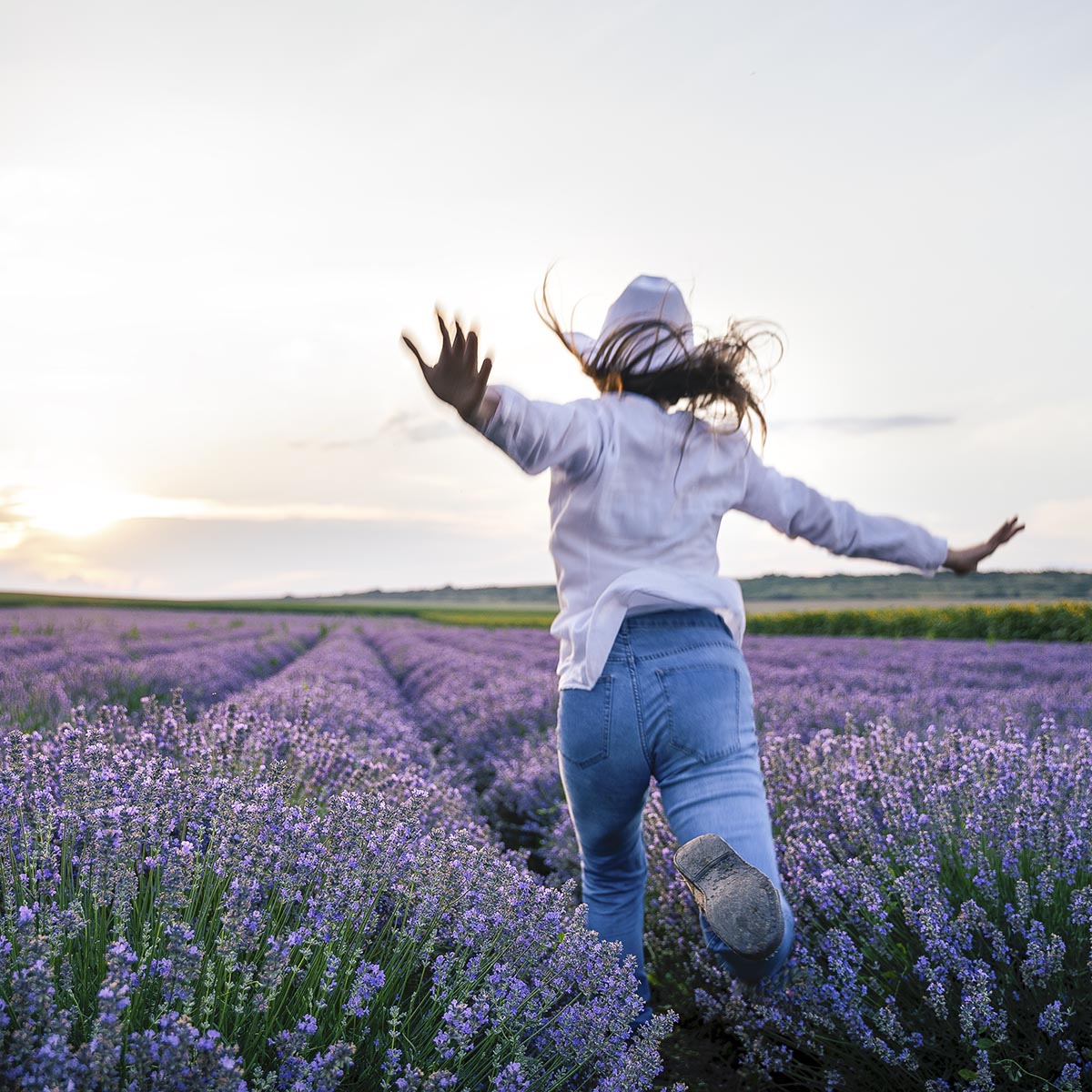 Solo Traveler Woman Walking In the Lavender Fields in Summer Solo Traveler Woman Walking In the Lavender Fields in Summer