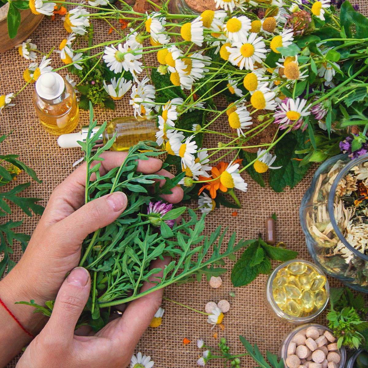 Medicinal herbs and flowers in hands Medicinal herbs and flowers in hands